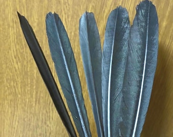 5 pcs. Natural Crow black feathers, tail glossy feathers. Japanese crow “karasu”. Witchcraft, Ritual, Caligraphy, Collectors, quill pen