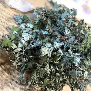 Gedroogd bijvoetkruid: zorgvuldig geselecteerde hele baby-bijvoet Yomogi voor thee, rituelen en knutselen