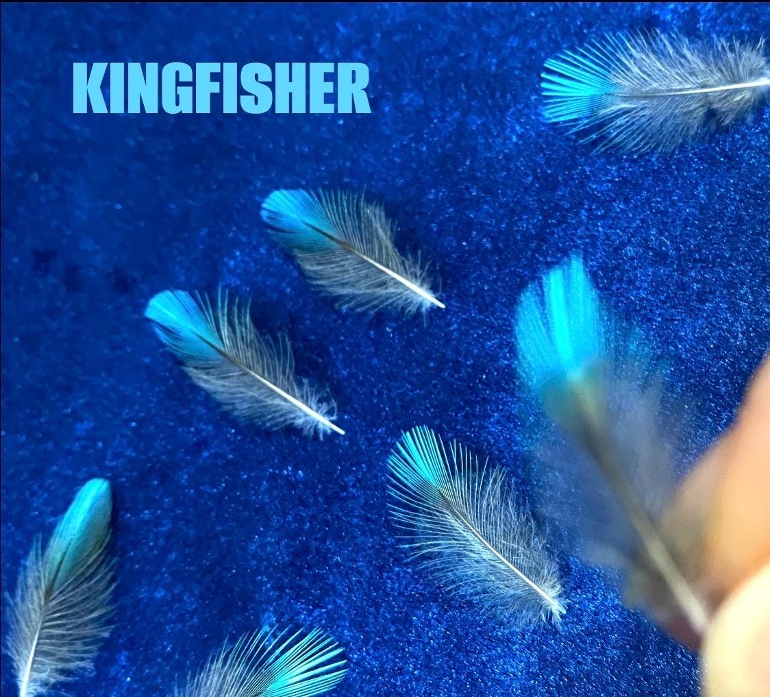 Kingfisher feathers. Beautiful Rare, Natural  Handpicked feathers. River Kingfisher, Common Eurasian Kingfisher.