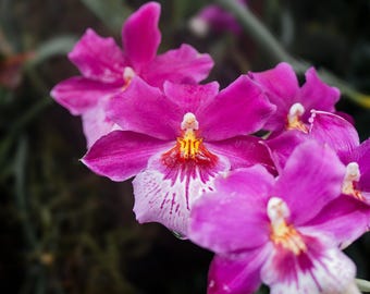 Pink Orchid | Digital download | Nature Photography | Flower Photography