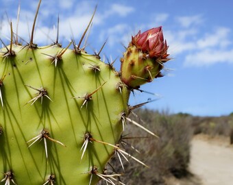 Cactus | Digital Download | Nature Photography | Plant Photography