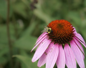 Bumble bee on flower | digital download | travel photography | nature photography