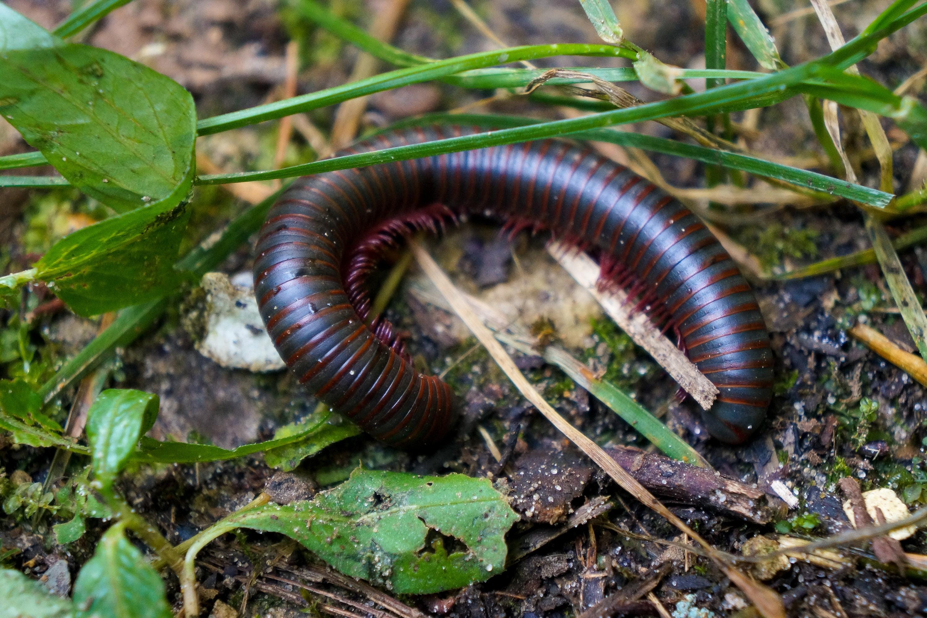 American Millipede | Digital Download | Travel Photography | Nature Photography