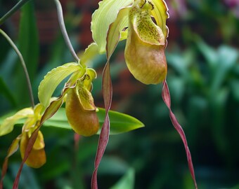 Yellow Orchid | Digital Download | Travel Photography | Nature Photography | Flower Photography