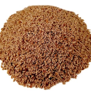 White Husk Fiber Herb Tea Psyllium, Plantago Psyllium Husk