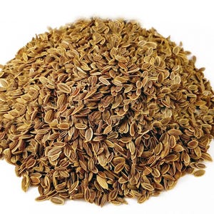 Anet Dill seed Herb , Anethum graveolens