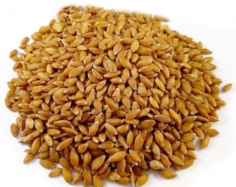 一粒小麦全粒、Triticum monococcum