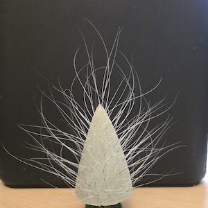 Whiskervaas - Whisker Tree