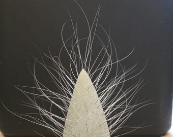 Whisker vase - Whisker Tree