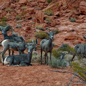 May include: A group of six bighorn sheep standing on a red rocky surface. The sheep are all facing the camera and have large horns. The sheep are in a desert environment.