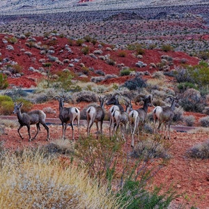 May include: A herd of bighorn sheep standing on a red dirt path in a desert landscape. The sheep are facing away from the camera and are looking to the left.