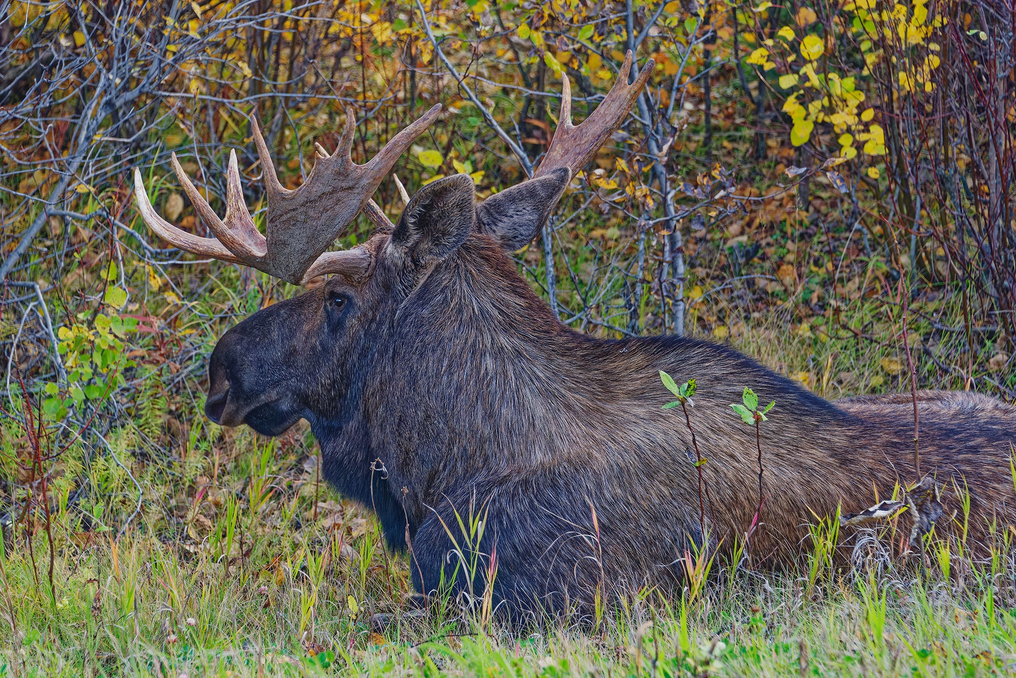 Scheletro Di Alce - Illustrazione dello scheletro di alce - CleanPNG /  KissPNG, image size:2000x1335