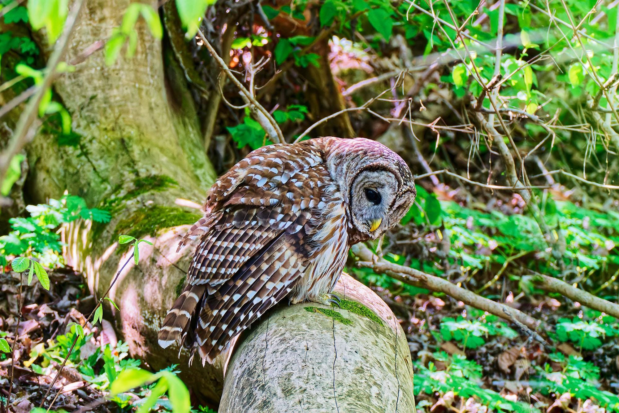 Owls, a solitary nocturnal bird#6885. Digital print