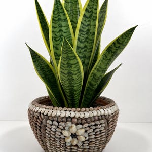 May include: A snake plant with upright, pointed green leaves featuring dark green horizontal stripes and yellow edges, potted in a round planter covered in a dense mosaic of small brown and white seashells arranged in a floral pattern.
