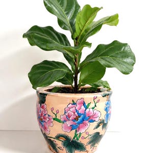 May include: A fiddle leaf fig plant with large, glossy, dark green leaves potted in a round, peach-coloured ceramic planter. The planter features a hand-painted floral design with vibrant pink and blue peony blossoms and green leaves.