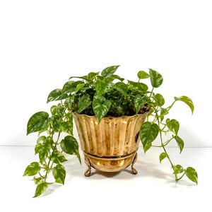 Vintage Brass Footed Planter | Fluted Brass Cachepot with Shell Paw Feet