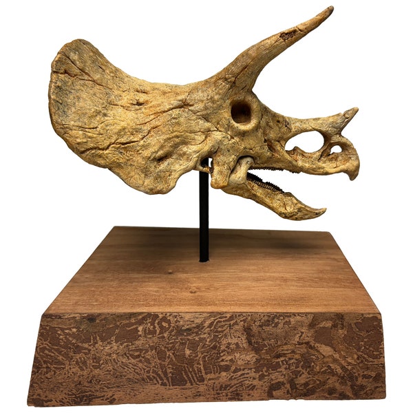 Triceratops Standing Foil Balloon - Giant 40x24 Inch Dinosaur Party Decoration