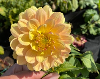 Hollyhill Serenity Dahlia Tuber