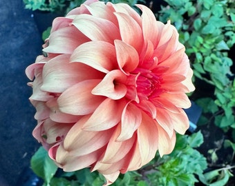 Bloomquist Pleasing Dahlia Cutting