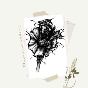 Devils Trumpet print | poisonous plant | poisonous flowers | poisonous plant print | poisonous flower print