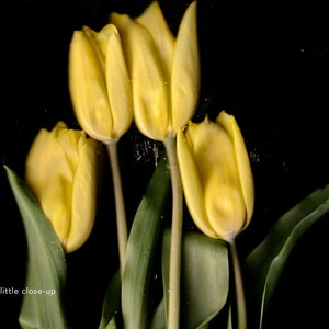 Gelbe Tulpen auf Premium-Mattpapier-Poster Hohe Detailgenauigkeit Blumenfotografie Frühling Wanddruck Blumen-Wanddekoration Bild 7