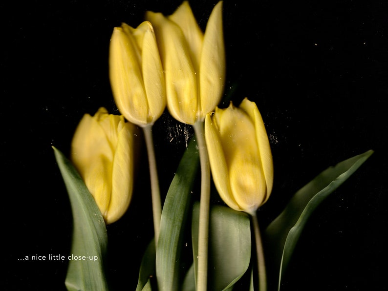 Gelbe Tulpen auf Premium-Mattpapier-Poster Hohe Detailgenauigkeit Blumenfotografie Frühling Wanddruck Blumen-Wanddekoration Bild 7