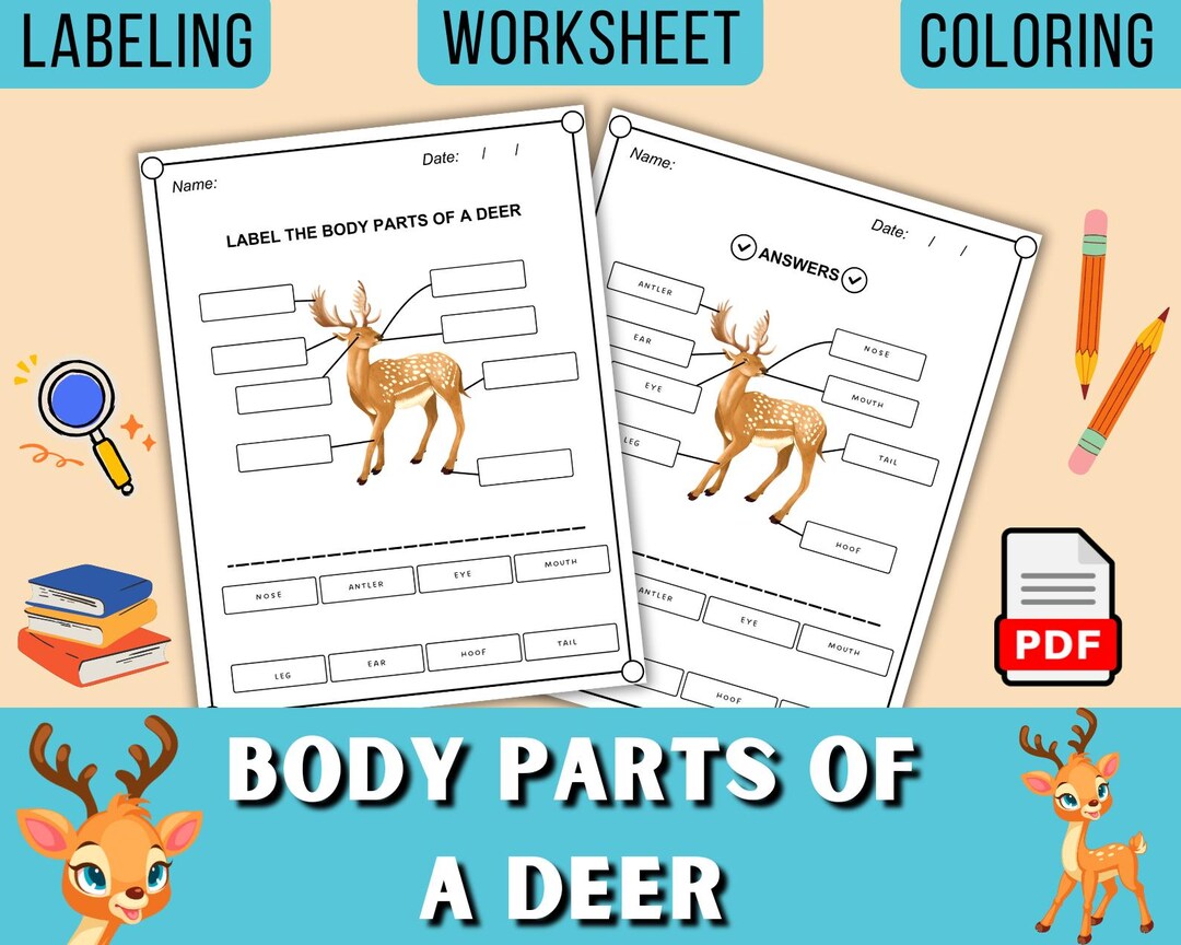 Deer Learning Body Parts | Animals | External Anatomy Labeling ...