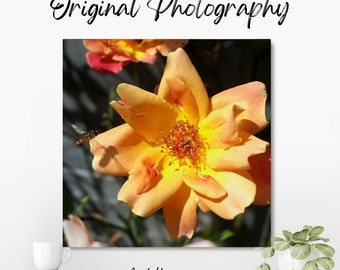 Original colour photograph of an orange flower with large petals and a yellow centre, showing the pollen in the centre of the flower.