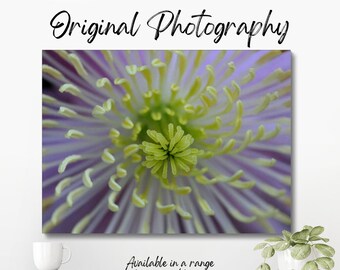 Original colour macro photograph of the centre of a purple clematis flower, showing the stamen and pollen in the centre of the flower.