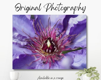 Original colour macro photograph of the centre of a purple flower, showing the stamen and pollen in the centre of the flower.