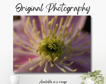 Original colour macro photograph of the centre of a pink clematis flower, showing the stamen and pollen in the centre of the flower.