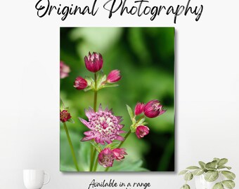 Original colour photograph of a red and purple flower opening, in amongst other red and purple flowers yet to open.