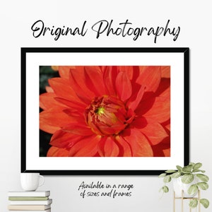 Photo macro en couleur originale du centre d'une fleur d'oranger, montrant l'étamine et le pollen au centre de la fleur. Framed (black)