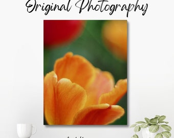 Original colour photograph of an orange tulip, with red and yellow tulips behind, taken with an f1.2 lens to create a painting-like effect.