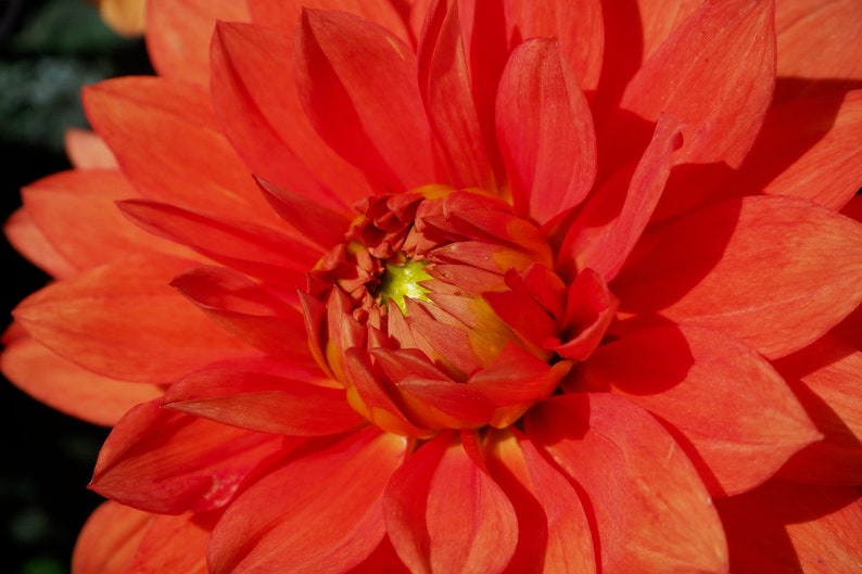Photo macro en couleur originale du centre d'une fleur d'oranger, montrant l'étamine et le pollen au centre de la fleur. Print Only
