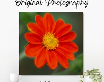 Original colour photograph of a reddish-orange flower with large petals and a bright yellow centre, with a dreamy out of focus background.