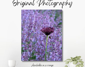 Original colour photograph of a purple flower in amongst other purple flowers.