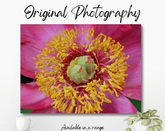 Original colour macro photograph of the centre of a pink flower, showing the stamen and pollen in the centre of the flower.