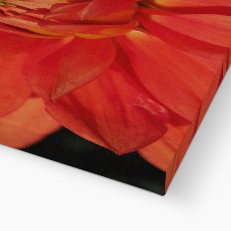 Photo macro en couleur originale du centre d'une fleur d'oranger, montrant l'étamine et le pollen au centre de la fleur. Canvas