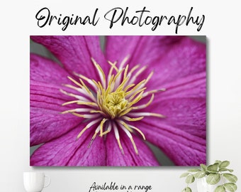 Original colour macro photograph of the centre of a purple clematis flower, showing the stamen and pollen in the centre of the flower.