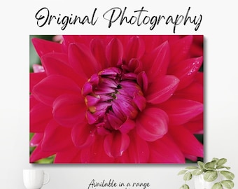 Original colour macro photograph of the centre of a red flower, showing the stamen and pollen in the centre of the flower.