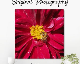 Original colour photograph of a deep red flower with a yellow centre and a bee collecting pollen from the centre of the flower.