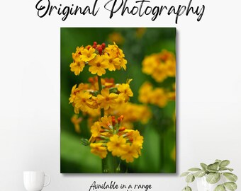 Original colour photograph of a group of yellow flowers with some petals opened and some flowers still to open.