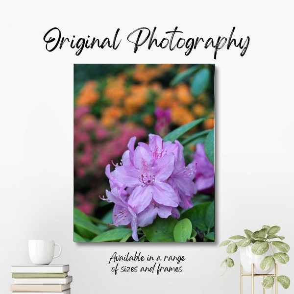 Original colour photograph of purple rhododendrons, with orange and red rhododendrons in the background.