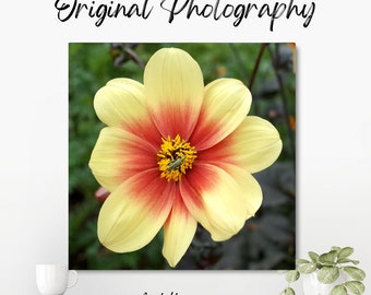 Original colour photograph of a yellow flower with large petals and an orange centre, with a green beetle on the pollen in the centre.