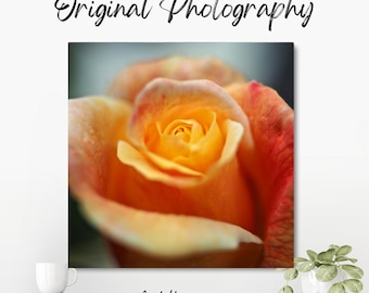 Original colour photograph of an orange rose with delicate tightly wound petals, with soft out of focus areas to the edge of the frame.