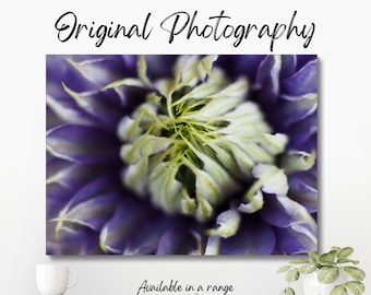 Original colour photograph of the centre of a purple flower, showing the stamen and pollen in the centre of the flower.