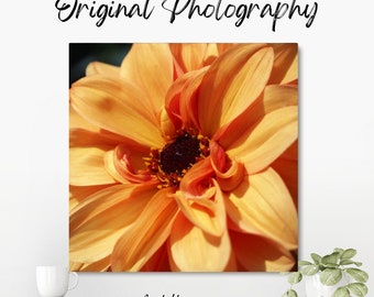 Original colour photograph of an orange flower with large petals and a dark centre, showing the pollen in the centre of the flower.