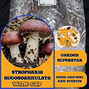 May include: Image of wine cap mushrooms with dark brown caps and white stems. The text on the image says "STROPHARIA RUGOSOANNULATA WINE CAP" and "GARDEN SUPERSTAR". The image also includes a cartoon fox.