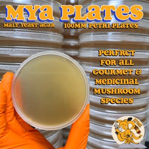 May include: Clear 100mm Petri plates filled with malt yeast agar. The text on the image reads "MYA PLATES", "MALT YEAST AGAR", and "PERFRCT FOR ALL GOURMET & MEDICINAL MUSHROOM SPECIES". The plates are held by a gloved hand.